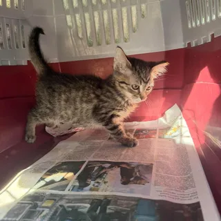 Photo of Baby Female Domestic Short Hair