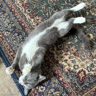 Photo of Young Male Domestic Short Hair