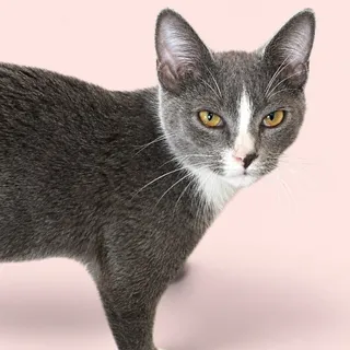 Photo of Young Male Domestic Short Hair