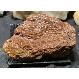 Photo of Gem Bone W/ Agatization Specimen Natural Form  (10oz)