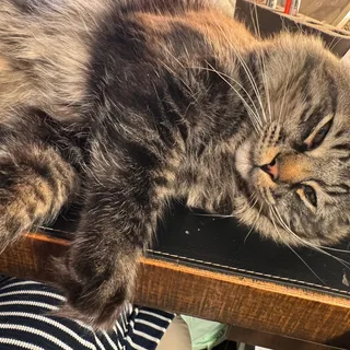 Photo of Adult Male Tabby Beige and black tabby stripes