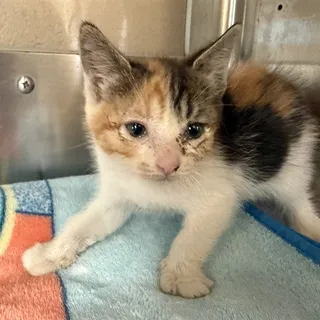 Photo of Baby Female Domestic Short Hair