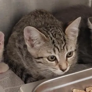 Photo of Baby Female Domestic Short Hair