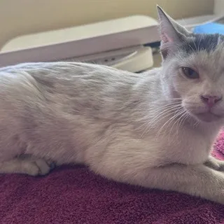 Photo of Young Female Domestic Short Hair